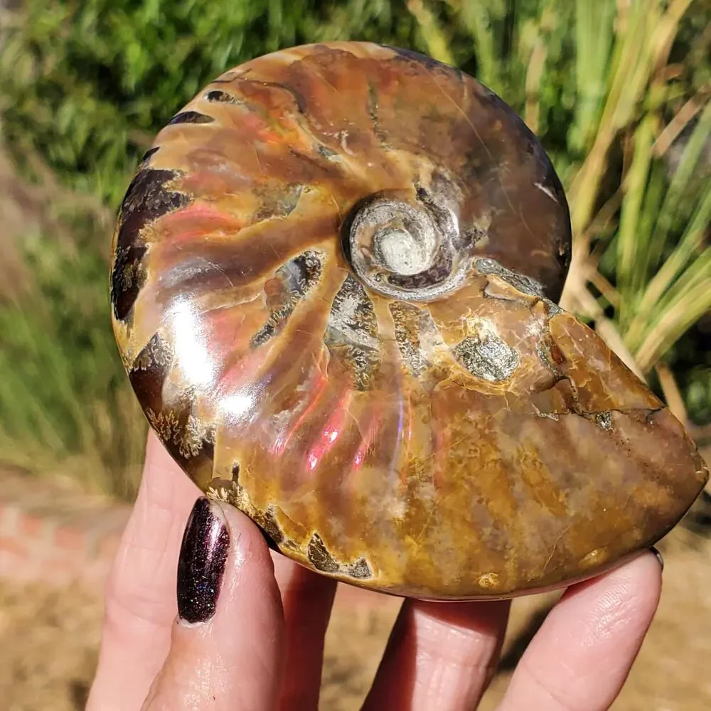 Ammonite Fossil Iridescent Rainbow Color Burst 164 Grams